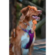 Arnês para Cães Red Dingo Dingo 30-47 cm 37-52 cm Roxo S Animais de Estimação - nacloset 2