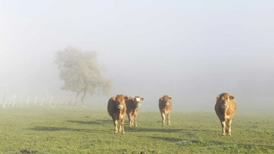 Veterinarian alert for high price analysis of Shamanda virus