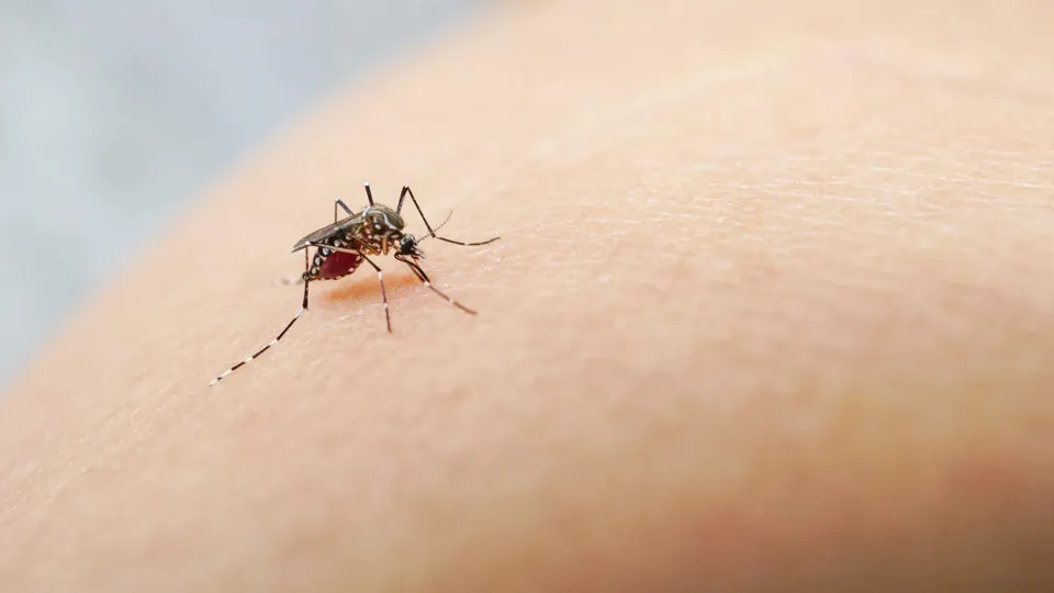 Flórida regista mais de 250 casos de dengue desde o início do ano