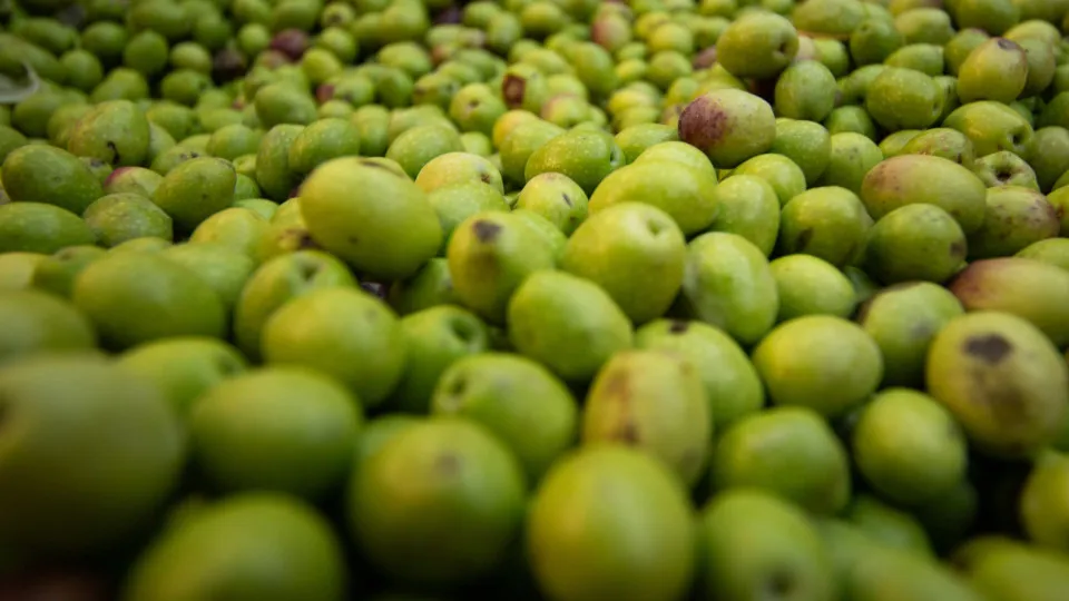 Ferreira do Alentejo: APA claims not to have competence in the bagasse factory