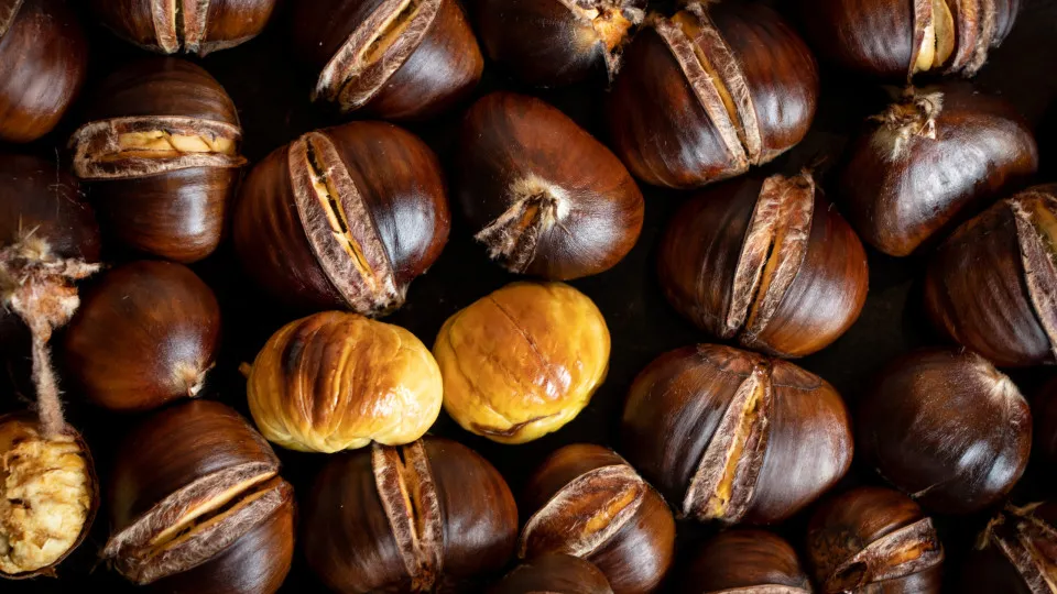 Vila Pouca de Aguiar bet on chestnuts and mushrooms for visitors