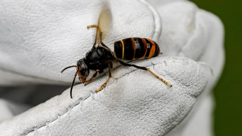 Vespa asiática aumenta em Vila Flor e autarca pede medidas