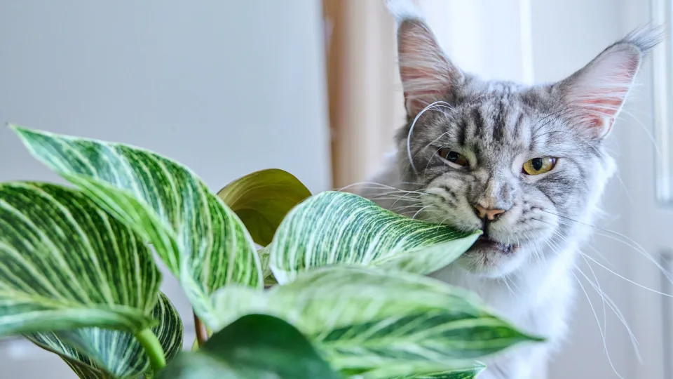 Cuidado! 8 plantas comuns que deve manter longe dos cães e gatos