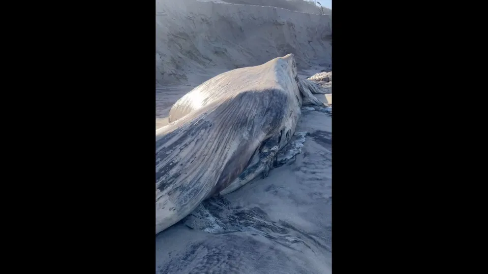Tides expose giant whale corpse and force new burial