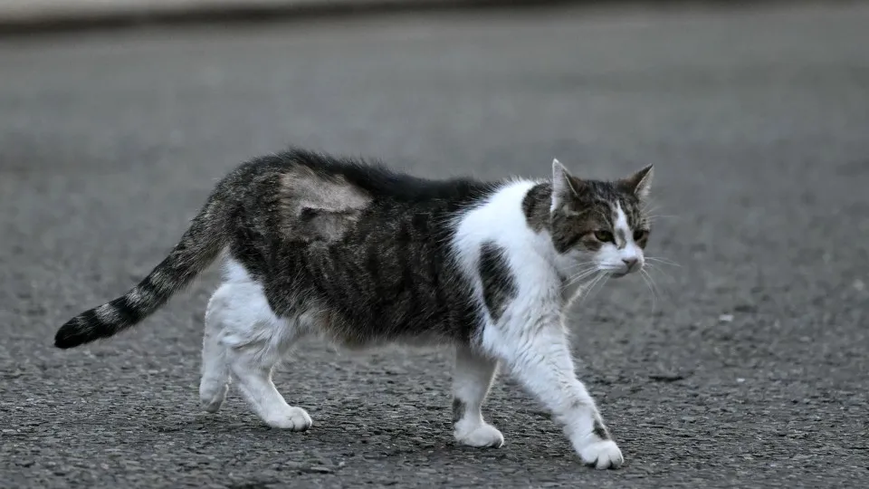 Gato Larry visto em Downing Street com cicatriz. O que aconteceu?