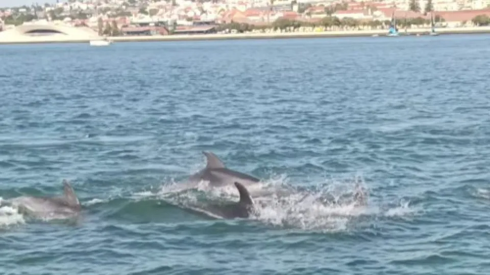 Dolphin family