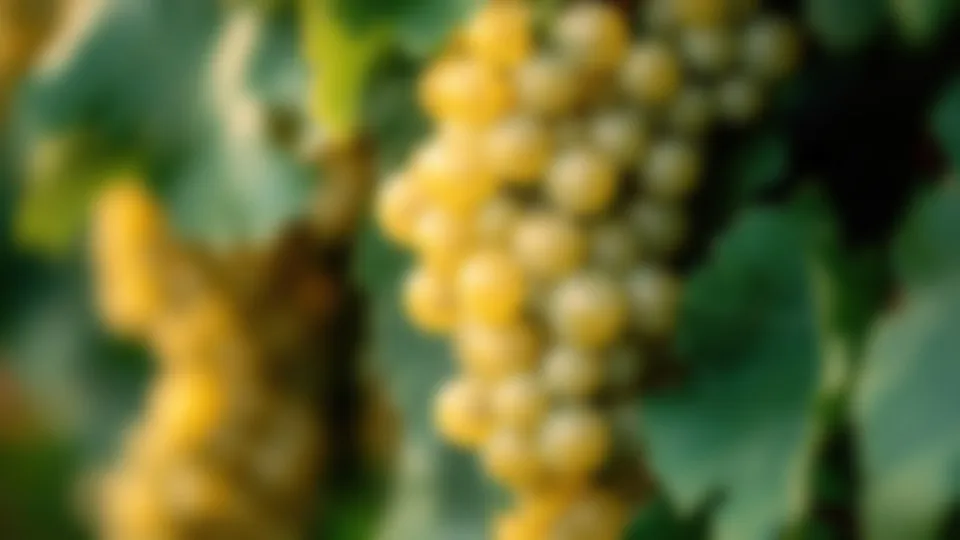 Novo livro aborda história do vinho de talha no Baixo Alentejo