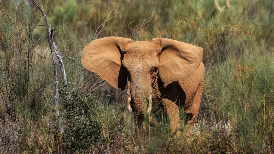 Sanctuary in Alentejo prepares to receive second elephant