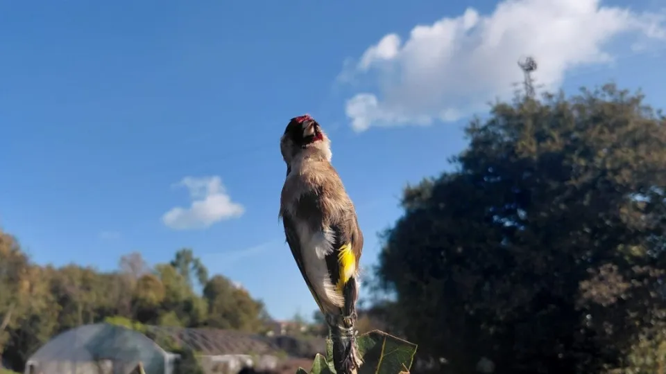 73-year-old man arrested for illegal bird capture in Valongo