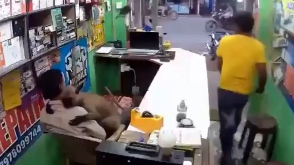 Macaco invade loja na Índia... mas só queria um abraço. Eis o momento