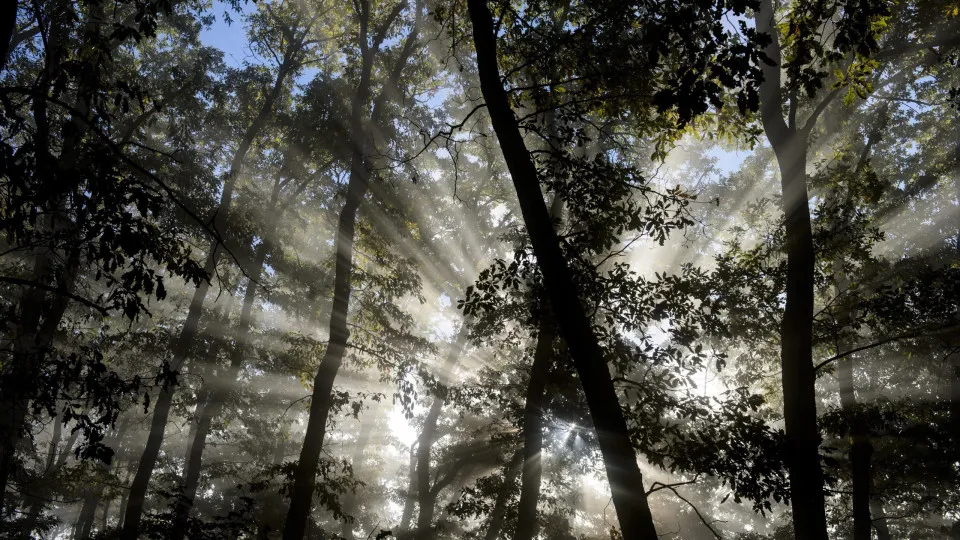 WWF invests 100,000 euros in the recovery of National Forest in Nazareth