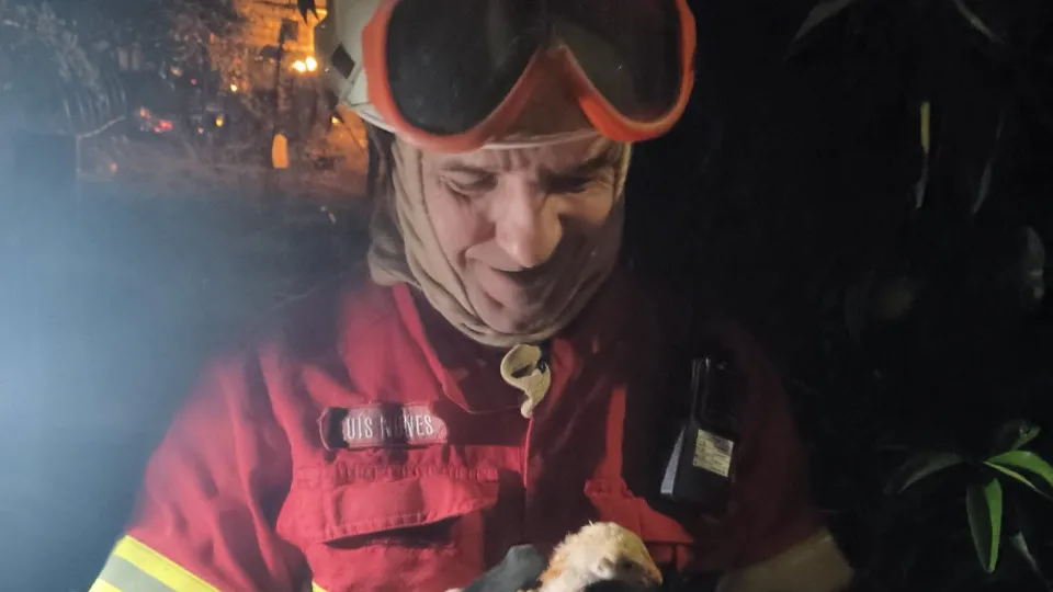 Firefighters save animals during fire in Loures barracks