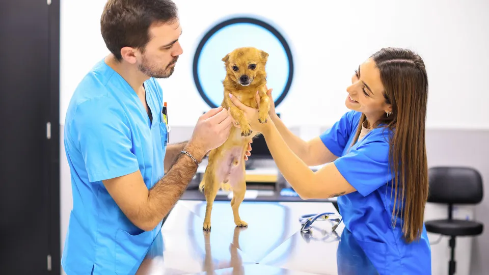 Veterinários entregam petição na AR para baixar IVA de cuidados animais