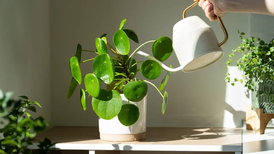 Há uma altura ideal para regar as plantas. Saiba qual é e porquê