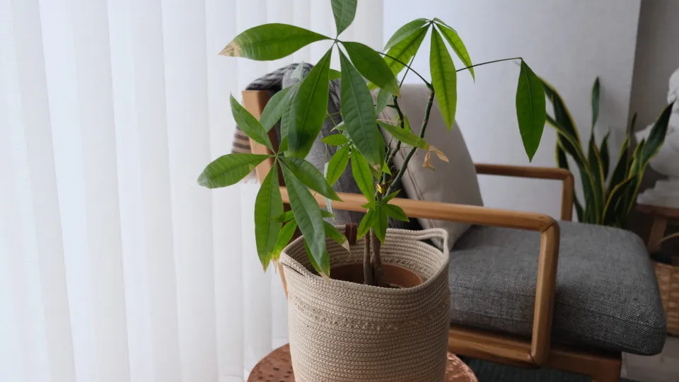 Desumidificador natural! 7 plantas que reduzem humidade em casa