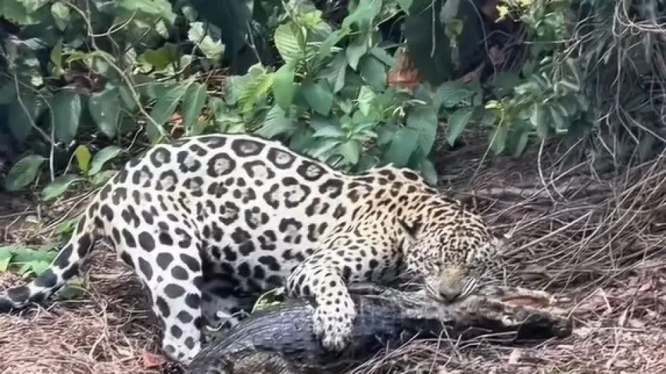 Biólogo regista o momento em que onça-pintada ataca jacaré no Brasil